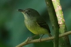 Oncostoma cinereigulare