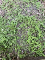 Micranthemum umbrosum