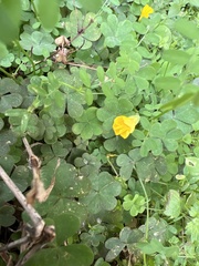 Oxalis corniculata