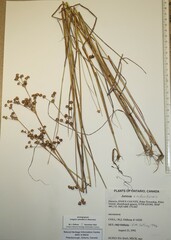 Juncus × nodosiformis