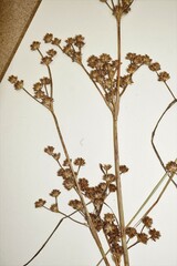 Juncus × nodosiformis