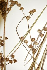 Juncus × nodosiformis