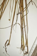 Juncus × nodosiformis