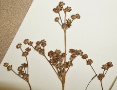 Juncus × nodosiformis