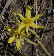 Moraea pallida