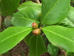 Acokanthera schimperi