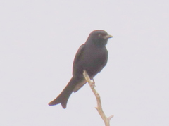 Dicrurus adsimilis apivorus