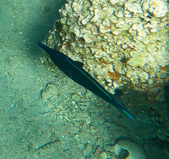 Gomphosus klunzingeri