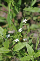 Pseudostellaria jamesiana