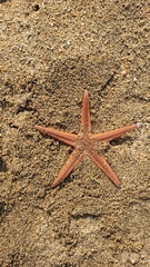 Astropecten polyacanthus