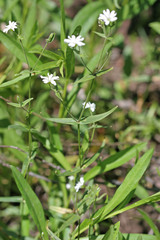 Pseudostellaria jamesiana