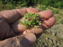 Caryophyllaceae
