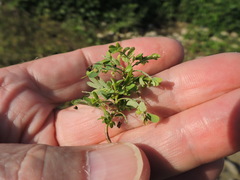 Caryophyllaceae