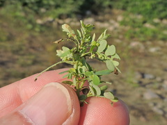 Caryophyllaceae