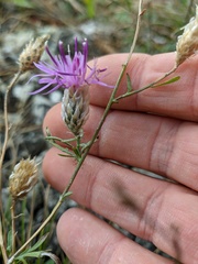 Centaurea sterilis