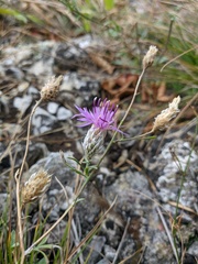 Centaurea sterilis