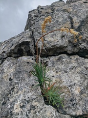 Euphorbia petrophila