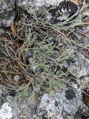 Genista albida