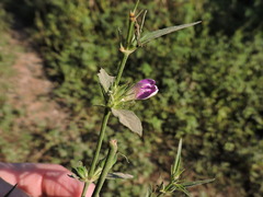 Dicliptera peduncularis