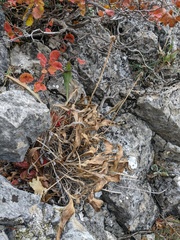 Cephalaria coriacea