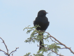 Dicrurus adsimilis apivorus