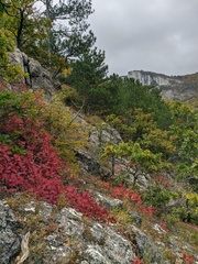 Pinus nigra pallasiana