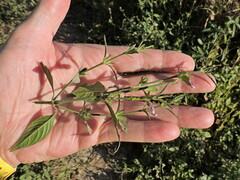 Dicliptera peduncularis