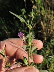 Dicliptera peduncularis