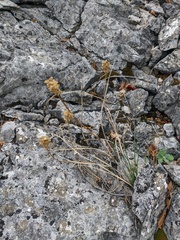 Allium marschalianum