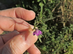 Dicliptera peduncularis