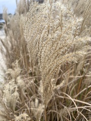 Miscanthus