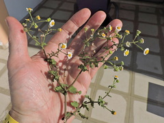 Perityle microglossa