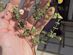 Perityle microglossa