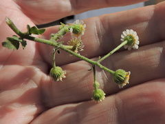 Perityle microglossa