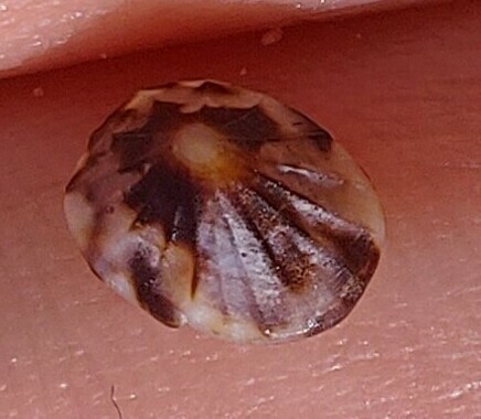 Jamaica Limpet