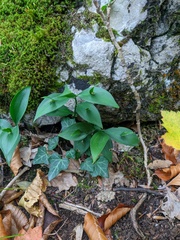 Ruscus hypoglossum