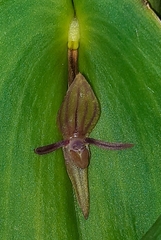 Pleurothallis