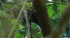 Cyanoloxia cyanoides