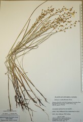 Juncus × nodosiformis