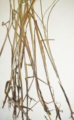 Juncus × nodosiformis