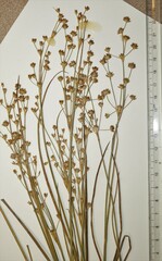 Juncus × nodosiformis