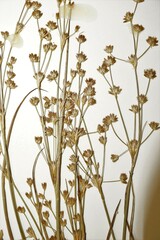 Juncus × nodosiformis