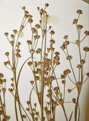 Juncus × nodosiformis