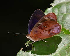 Eunica orphise
