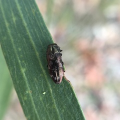 Diphucrania