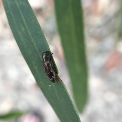 Diphucrania