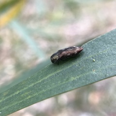 Diphucrania