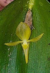 Pleurothallis