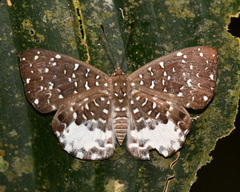 Napaea beltiana
