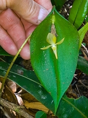 Pleurothallis